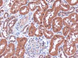 ab31291 (3µg/ml) staining Human Kidney by IHC-P. Microwaved antigen retrieval with citrate buffer (pH 6), HRP-staining.