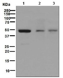 All lanes : Anti-Renin antibody [EPR6433] (ab125012) at 1/1000 dilutionLane 1 : K562 lysateLane 2 : 293T lysateLane 3 : HepG2 lysateLysates/proteins at 10 µg per lane.SecondaryHRP labelled goat anti-rabbit at 1/2000 dilution