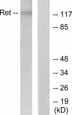 All lanes : Anti-Ret antibody (ab51122) at 1/500 dilutionLane 1 : K562 LysateLane 2 : K562 Lysate. For this panel ab51122 was pre-incubated with the immunizing peptide.