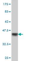 Western blot against tagged recombinant protein immunogen using ab55787 Retinoblastoma binding protein 6 antibody at 1ug/ml.