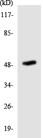 Anti-Retinoic Acid Receptor alpha antibody (ab138042) at 1/500 dilution + HepG2 cell lysate at 30 µg
