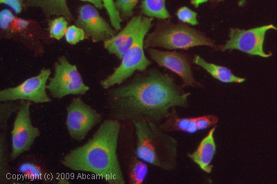 ICC/IF image of ab53161 stained HeLa cells. The cells were 4% PFA fixed (10 min) and then incubated in 1%BSA / 10% normal goat serum / 0.3M glycine in 0.1% PBS-Tween for 1h to permeabilise the cells and block non-specific protein-protein interactions. The cells were then incubated with the antibody (ab53161, 1µg/ml) overnight at +4°C. The secondary antibody (green) was Alexa Fluor® 488 goat anti-rabbit IgG (H+L) used at a 1/1000 dilution for 1h. Alexa Fluor® 594 WGA was used to label plasma membranes (red) at a 1/200 dilution for 1h. DAPI was used to stain the cell nuclei (blue) at a concentration of 1.43µM.