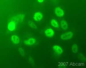 ab15515 at 1/100 staining hamster CHO-K1 cells expressing human retinoic acid receptor by ICC/IF. The cells were formaldehyde fixed and blocked before incubation with the antibody for 1 hour at 22°C. A FITC labelled goat anti-rabbit antibody was used as the secondary.See Abreview