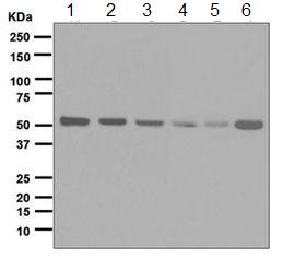 All lanes : Anti-Retinoid X Receptor alpha antibody [EPR7106] (ab125001) at 1/1000 dilutionLane 1 : MCF7 cell lysateLane 2 : HeLa cell lysateLane 3 : K562 cell lysateLane 4 : RAW 264.7 cell lysateLane 5 : PC12 cell lysateLane 6 : NIH 3T3 cell lysateLysates/proteins at 10 µg per lane.SecondaryGoat anti-Rabbit HRP at 1/2000 dilution