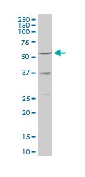 Anti-Retinoid X Receptor gamma antibody (ab103633) at 1/500 dilution + Human liver tissue lysate at 50 µg