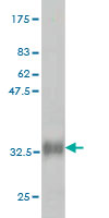 Western blot against tagged recombinant protein immunogen using ab57671 Retinoid X Receptor gamma antibody at 1ug/ml.