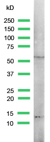 Anti-Retinoid X Receptor gamma antibody (ab15518) at 1/25 dilution + NIH3T3 cell lysate
