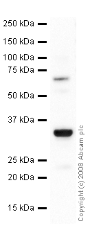 Anti-RFP antibody (ab40740) at 1 µg/ml + RFP full length protein (ab51993) at 0.1 µgSecondaryGoat Polyclonal to rabbit IgG - H&L - Pre Adsorbed (HRP) at 1/3000 dilutionPerformed under reducing conditions.