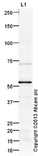 Anti-RFP2 antibody (ab5515) at 1 µg/ml + HEK293 (Human embryonic kidney cell line) Whole Cell Lysate at 20 µgSecondaryGoat Anti-Rabbit IgG H&L (HRP) (ab97051) at 1/10000 dilutiondeveloped using the ECL techniquePerformed under reducing conditions.