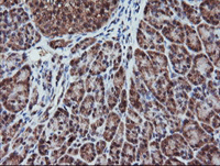 ab128090 at 1/150 dilution staining RFPL3 in Paraffin-embedded Human Pancreas tissue by Immunohistochemistry.