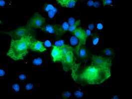ab128090, at 1/100, staining RFPL3 in COS7 cells transiently transfected with pCMV6-ENTRY RFPL3 by Immunofluorescence.