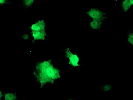 1/100 ab119432 immunofluorescent staining of COS7 cells transiently transfected by pCMV6-ENTRY RFXANK.
