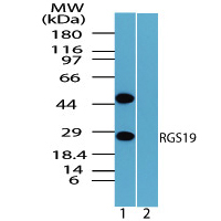 All lanes : Anti-RGS19 antibody (ab72085) at 1 µg/mlLane 1 : Mouse placenta lysateLane 2 : Mouse placenta lysate plus immunizing peptide