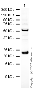 Anti-RGS2 antibody (ab36561) at 1 µg/ml + Brain (Human) Tissue Lysate - adult normal tissue (ab29466) at 10 µgSecondaryIRDye 680 Conjugated Goat Anti-Rabbit IgG (H+L) at 1/10000 dilutionPerformed under reducing conditions.