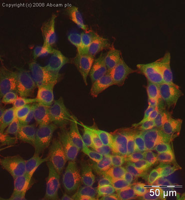 ICC/IF image of ab36561 stained human SH-SY5Y cells. The cells were PFA fixed (10 min), permabilised in TBS-T (20 min) and incubated with the antibody (ab36561, 1µg/ml) for 1h at room temperature. 1%BSA / 10% normal goat serum / 0.3M glycine was used to quench autofluorescence and block non-specific protein-protein interactions. The secondary antibody (green) was Alexa Fluor® 488 goat anti-rabbit IgG (H+L) used at a 1/1000 dilution for 1h. Alexa Fluor® 594 WGA was used to label plasma membranes (red). DAPI was used to stain the cell nuclei (blue).