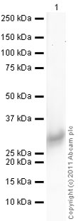 Anti-RGS2 antibody (ab36561) at 1 µg/ml + Human RGS2 full length protein (ab75338) at 0.01 µgSecondaryGoat Anti-Rabbit IgG H&L (HRP) preadsorbed (ab97080) at 1/5000 dilutiondeveloped using the ECL techniquePerformed under reducing conditions.Exposure time : 90 seconds