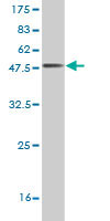Western blot against tagged recombinant protein immunogen using ab57923 RGS3 antibody at 1ug/ml.