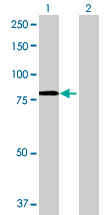 All lanes : Anti-NSMase2 antibody (ab68735) at 1/500 dilutionLane 1 : nSMase2 transfected 293T cell lysateLane 2 : Non transfected 293T cell lysateLysates/proteins at 25 µg per lane.SecondaryGoat Anti-Mouse IgG (H&L)-HRP Conjugate at 1/2500 dilution