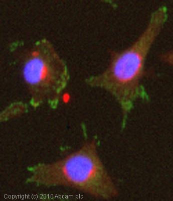 ICC/IF image of ab84046 stained HeLa cells. The cells were 4% PFA fixed (10 min) and then incubated in 1%BSA / 10% normal goat serum / 0.3M glycine in 0.1% PBS-Tween for 1h to permeabilise the cells and block non-specific protein-protein interactions. The cells were then incubated with the antibody (ab84046, 5µg/ml) overnight at +4°C. The secondary antibody (green) was Alexa Fluor® 488 goat anti-rabbit IgG (H+L) used at a 1/1000 dilution for 1h. Alexa Fluor® 594 WGA was used to label plasma membranes (red) at a 1/200 dilution for 1h. DAPI was used to stain the cell nuclei (blue) at a concentration of 1.43µM. This antibody also gave a positive result in 4% PFA fixed (10 min) Hek293, HepG2 and MCF7 cells at 5µg/ml.
