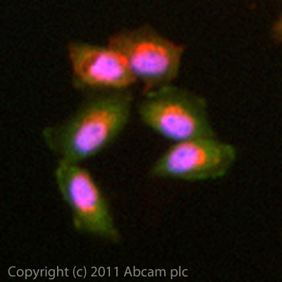 ICC/IF image of ab86297 stained MCF7 cells. The cells were 4% PFA fixed (10 min) and then incubated in 1%BSA / 10% normal goat serum / 0.3M glycine in 0.1% PBS-Tween for 1h to permeabilise the cells and block non-specific protein-protein interactions. The cells were then incubated with the antibody (ab86297, 10µg/ml) overnight at +4°C. The secondary antibody (green) was ab96899 Dylight 488 goat anti-rabbit IgG (H+L) used at a 1/250 dilution for 1h. Alexa Fluor® 594 WGA was used to label plasma membranes (red) at a 1/200 dilution for 1h. DAPI was used to stain the cell nuclei (blue) at a concentration of 1.43µM.