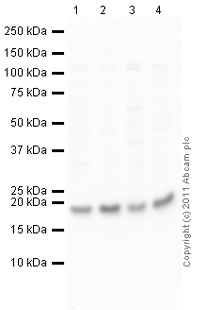 All lanes : Anti-RhoA antibody (ab86297) at 1 µg/mlLane 1 : Kidney (Mouse) Tissue LysateLane 2 : Lung (Mouse) Whole Cell Lysate - normal tissue (ab29297)Lane 3 : Kidney (Rat) Tissue LysateLane 4 : Lung (Rat) Tissue Lysate Lysates/proteins at 10 µg per lane.SecondaryGoat Anti-Rabbit IgG H&L (HRP) preadsorbed (ab97080) at 1/5000 dilutiondeveloped using the ECL techniquePerformed under reducing conditions.
