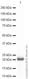 Anti-RhoA antibody (ab86297) at 1 µg/ml + Human RhoA full length protein (ab101594) at 0.01 µgSecondaryGoat Anti-Rabbit IgG H&L (HRP) preadsorbed (ab97080) at 1/5000 dilutiondeveloped using the ECL techniquePerformed under reducing conditions.Exposure time : 10 seconds
