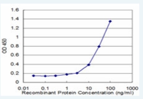 Detection limit for recombinant tagged RHOG is approximately 1ng/ml when used as a capture antibody at 1ug/well.