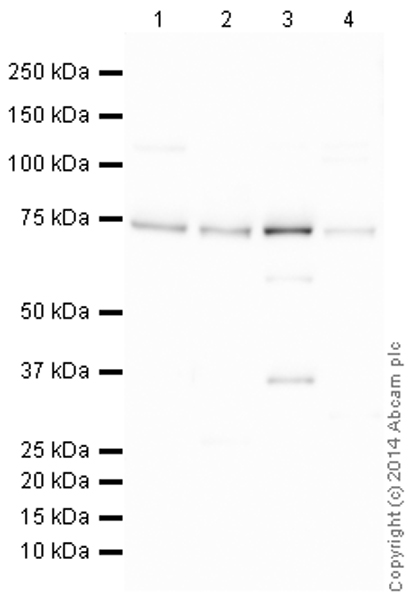 All lanes : Anti-RHOT2 antibody (ab154946) at 1 µg/ml (Milk blocking 3%)Lane 1 : Heart (Mouse) Tissue LysateLane 2 : Skeletal Muscle (Mouse) Tissue LysateLane 3 : Kidney (Mouse) Tissue LysateLane 4 : Pancreas (Mouse) Tissue LysateLysates/proteins at 25 µg per lane.SecondaryGoat Anti-Rabbit IgG H&L (HRP) (ab97051) at 1/50000 dilutiondeveloped using the ECL techniquePerformed under reducing conditions.