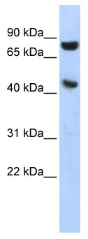 Anti-Ribonuclease Inhibitor antibody (ab86443) at 1 µg/ml (in 5% skim milk / PBS buffer) + HepG2 cell lysate at 10 µgSecondaryHRP conjugated anti-Rabbit IgG at 1/50000 dilution