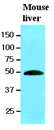 Anti-Ribonuclease Inhibitor antibody [AT1H23] (ab90689) at 1/1000 dilution + Mouse liver lysate at 20 µgSecondarygoat anti-mouse conjugated to HRP developed using the ECL technique