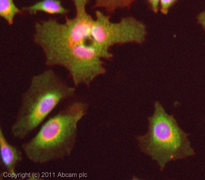 ICC/IF image of ab86267 stained HeLa cells. The cells were 4% formaldehyde (10 min) and then incubated in 1%BSA / 10% normal goat serum / 0.3M glycine in 0.1% PBS-Tween for 1h to permeabilise the cells and block non-specific protein-protein interactions. The cells were then incubated with the antibody (ab86267, 5µg/ml) overnight at +4°C. The secondary antibody (green) was ab96899 Dylight 488 goat anti-rabbit IgG (H+L) used at a 1/250 dilution for 1h. Alexa Fluor® 594 WGA was used to label plasma membranes (red) at a 1/200 dilution for 1h. DAPI was used to stain the cell nuclei (blue) at a concentration of 1.43µM.