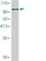 Western blot against tagged recombinant protein immunogen using ab58336 Ribophorin I antibody at 1ug/ml.
