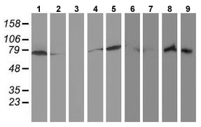 All lanes : Anti-Ribophorin I antibody [3E1] (ab123904) at 1/500 dilutionLane 1 : HepG2 cell extractsLane 2 : Hela cell extractsLane 3 : SVT2 cell extractsLane 4 : A549 cell extractsLane 5 : COS7 cell extractsLane 6 : Jurkat cell extractsLane 7 : MDCK cell extractsLane 8 : PC12 cell extractsLane 9 : MCF7 cell extractsLysates/proteins at 35 µg per lane.