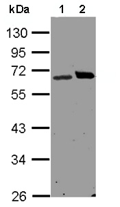All lanes : Anti-Ribophorin I antibody - C-terminal (ab137668) at 1/1500 dilutionLane 1 : H1299 whole cell lysate Lane 2 : HepG2 whole cell lysateLysates/proteins at 30 µg per lane.