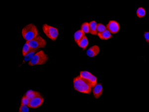 Immunofluorescent staining of MCF7 cells labeling Ribosomal protein S11 with ab175213 at 1/100 dilution (red). DAPI nuclear staining (blue).