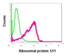 Flow cytometric analysis of permeabilized HeLa cells labeling Ribosomal protein S11 with ab175213 at 1/10 dilution (red) compared to a Rabbit IgG negative control (green).