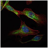 ab104838 at 1/200 dilution staining RICTOR in NIH3T3 cells (green) by immunofluorescence. DRAQ5 fluorescent DNA dye is shown in blue. Actin filaments have been labeled with Alexa Fluor-555 phalloidin (red).