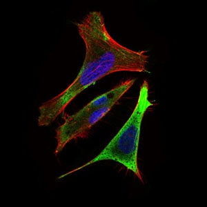Immunofluorescent analysis of HeLa cells labeling RING1 with ab181756 at 1/200 dilution (green). Blue: DRAQ5 fluorescent DNA dye. Red: Actin filaments have been labeled with Alexa Fluor-555 phalloidin.