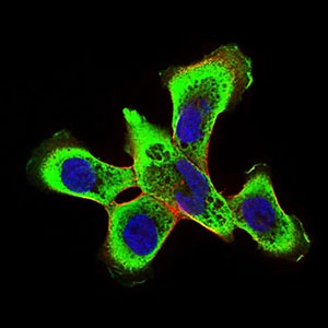 Immunofluorescent analysis of A431 cells labeling RING1 with ab181756 at 1/200 dilution (green). Blue: DRAQ5 fluorescent DNA dye. Red: Actin filaments have been labeled with Alexa Fluor-555 phalloidin.