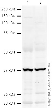 All lanes : Anti-RING1 antibody - ChIP Grade (ab32644) at 1 µg/mlLane 1 : Human Kidney Whole Tissue LysateLane 2 : Human Liver Whole Tissue LysateLysates/proteins at 20 µg per lane.SecondaryIR Dye 680 Conjugated Goat Anti-Rabbit IgG (H+L) at 1/15000 dilutionPerformed under reducing conditions.