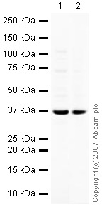 All lanes : Anti-RING1 antibody - ChIP Grade (ab32644) at 1 µg/mlLane 1 : Kidney (Mouse) Tissue LysateLane 2 : Kidney (Rat) Whole Cell Lysate - normal tissue (ab29480)Lysates/proteins at 10 µg per lane.SecondaryIRDye 680 Conjugated Goat Anti-Rabbit IgG (H+L) at 1/10000 dilutionPerformed under reducing conditions.