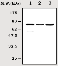 All lanes : Anti-RIP antibody [7H10] (ab72139) at 1/500 dilutionLane 1 : K562 cell lysateLane 2 : HeLa cell lysateLane 3 : SK-N-MC cell lysate