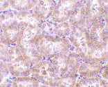 ab62344 at 5 µg/ml staining rat kidney tissue by IHC-P.