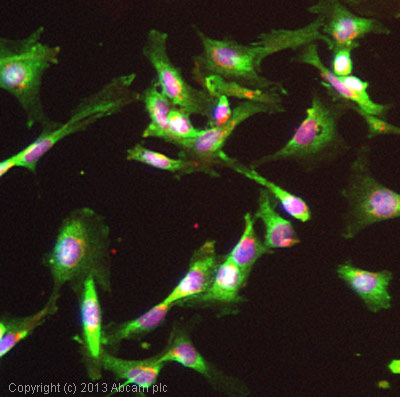 ICC/IF image of ab62344 stained SV40LT-SMC cells. The cells were 4% formaldehyde fixed (10 min) and then incubated in 1%BSA / 10% normal goat serum / 0.3M glycine in 0.1% PBS-Tween for 1h to permeabilise the cells and block non-specific protein-protein interactions. The cells were then incubated with the antibody (ab62344, 5µg/ml) overnight at +4°C. The secondary antibody (green) was ab96899, DyLight® 488 goat anti-rabbit IgG (H+L) used at a 1/250 dilution for 1h. Alexa Fluor® 594 WGA was used to label plasma membranes (red) at a 1/200 dilution for 1h. DAPI was used to stain the cell nuclei (blue) at a concentration of 1.43µM.