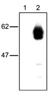 All lanes : Anti-RIP3 antibody [Rippy-3] (ab16090) at 1/1000 dilutionLane 1 : HEK 293T cells(5x105) mock transfected Lane 2 : HEK 293T cells (5x105)transfected with an expression plasmid coding for human RIP3