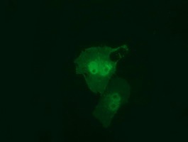 Immunofluorescent staining of COS7 cells transiently transfected by pCMV6-ENTRY RIT2 using ab119082 at a dilution of 1/100.