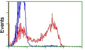 HEK293T cells transfected with either RC205367 overexpress plasmid (Red) or empty vector control plasmid (Blue) were immunostained by ab119082 at a dilution of 1/100, and then analyzed by flow cytometry.