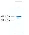 Anti-RIZ1 antibody (ab9710) at 1/1000 dilutionSecondaryGoat anti-Rabbit at 1/25000 dilutiondeveloped using the ECL techniquePerformed under reducing conditions.Exposure time :  1 minuteKaren Halls, University of Cambridge