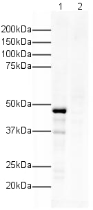 All lanes : Anti-RIZ1 antibody (ab9710) at 1 µg/mlLane 1 : MCF7 cells + Gal4 C-terminal tagged PRDM2/Riz1Lane 2 : MCF7 cells + Gal4 C-terminal tagged PRDM2/Riz1 with Human RIZ1 peptide (ab23566) at 1 µg/mlSecondaryGoat Anti-Rabbit IgG H&L (HRP) (ab6721) at 1/5000 dilutionPerformed under reducing conditions.Observed band size : 47 kDa (why is the actual band size different from the predicted?)Exposure time :  30 seconds