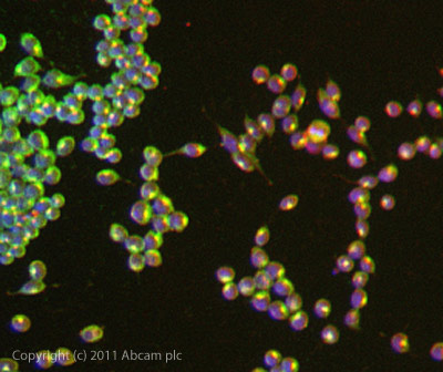 ICC/IF image of ab122969 stained Mouse Embryonic Stem cells. The cells were 100% methanol fixed (5 min) and then incubated in 1%BSA / 10% normal goat serum / 0.3M glycine in 0.1% PBS-Tween for 1h to permeabilise the cells and block non-specific protein-protein interactions. The cells were then incubated with the antibody ab122969 at 5µg/ml overnight at +4°C. The secondary antibody (green) was DyLight® 488 goat anti- rabbit (ab96899) IgG (H+L) used at a 1/250 dilution for 1h. Alexa Fluor® 594 WGA was used to label plasma membranes (red) at a 1/200 dilution for 1h. DAPI was used to stain the cell nuclei (blue) at a concentration of 1.43µM.